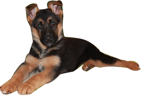 Puppycursus online