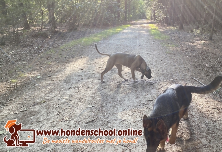 Losloopgebied Noordbargerbos zuid te Emmen, Drenthe