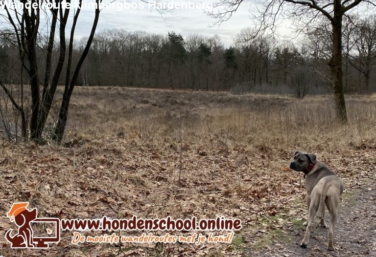 Wandelroute klimbergbos / Larixbos Hardenberg Rheezerveen