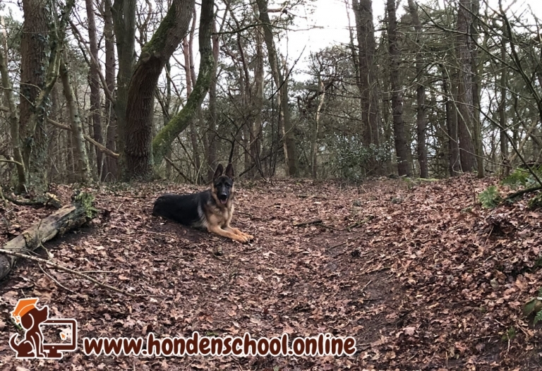 Collendoorner bos, Collendoorn, Hardenberg Overijssel