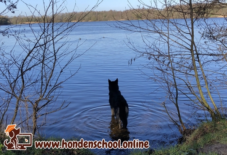 Zwemmen met je hond Zandwinplas Nieuw-Amsterdam